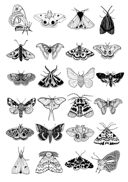 Moths - Glicee print on fine art paper cotton (289/gsm) - A4